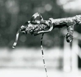 Een slak-etende slang opgerold en naar beneden kijkend vanaf het uiteinde van een tak, London Zoo