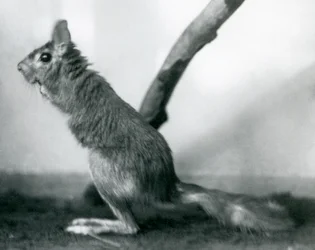 Een Zuid-Afrikaanse Springhaas zittend bij een tak in zijn verblijf, London Zoo, december 1925