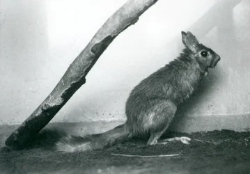 Een Zuid-Afrikaanse Springhaas zittend onder een tak in zijn verblijf, London Zoo, december 1925