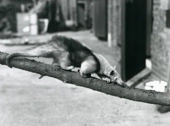Een Zuidelijke Tamandua/Kraagmiereneter/Kleine Miereneter, lopend langs een tak in de London Zoo