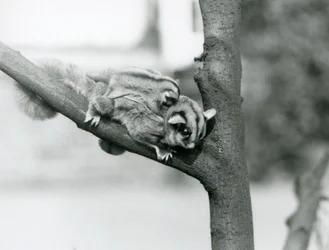 Een suikereekhoorn op een tak met haar baby op haar rug, London Zoo