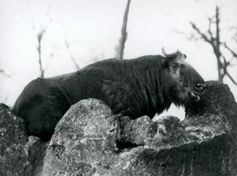 Een Takin, ook bekend als een Runderchamois of Gnoegeit, rustend op een rots, London Zoo, 1925