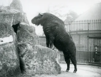 Een takin, ook bekend als een rundergems of gnoegeit, staand rechtop met zijn voorpoten rustend op een rots, London Zoo