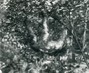 Een drievingerige luiaard hangend aan een bladerige tak in de London Zoo, augustus 1920