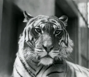 Een tijger in London Zoo in juli 1924