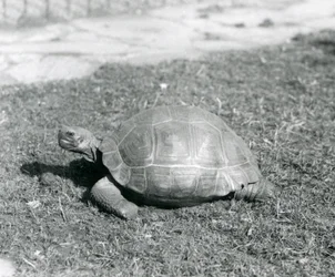 Een schildpad staand op gras in de London Zoo in 1926