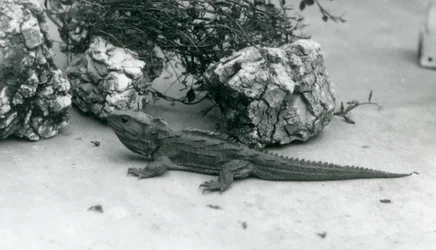 Een Tuatara in de London Zoo in 1927