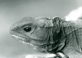 Een tuatara in London Zoo in 1928