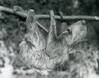 Een tweeteenluiaard hangend aan een afgezaagde tak, London Zoo, 1927