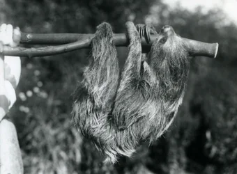 Een twee-tenige luiaard hangend aan een afgesneden tak, vastgehouden door een verzorger, London Zoo, 1925