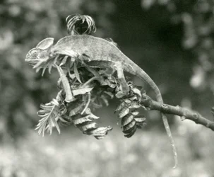 Een gesluierde of Jemen kameleon aan het einde van een bladerige tak in London Zoo, juni 1924