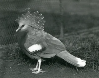 Een Victoria Kroonduif op de grond in de Londense Zoo in september 1927