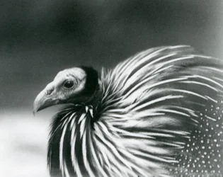 Een gierparelhoen in London Zoo in 1927