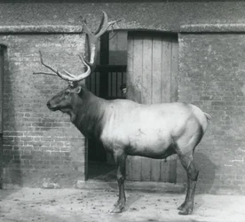 Een WapitiElk hert staand in zijn verblijf in London Zoo in september 1927