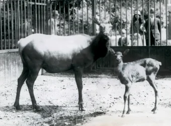Een wapiti met haar kalf in hun omheining met bezoekers die door de tralies kijken, London Zoo