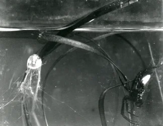 Een Waterspin en zijn luchtbel onder water, London Zoo, oktober 1925