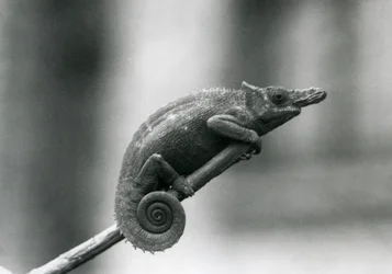 Een West Usambara tweehoornige kameleon, London Zoo, 1927