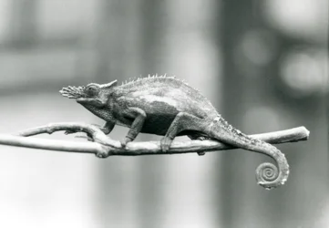Een West Usambara tweehoornige kameleon, London Zoo, 1927