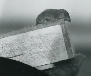 Een witvoetspitsmuis kijkend over de rand van een houten doos, vastgehouden door een verzorger, London Zoo, april 1917