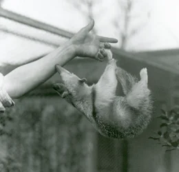 Een jonge noordelijke boommiereneter hangt met zijn grijpstaart aan de vingers van zijn verzorger terwijl hij naar diens arm reikt om zich eraan vast te houden, dierentuin van Londen, april 1925