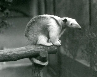 Een jonge noordelijke boommiereneter zit aan het uiteinde van een tak en houdt zich met zijn grijpstaart vast, dierentuin van Londen, 24 april 1925