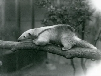 Een jonge Kraagmiereneter loopt langs een tak in de London Zoo, 24 april 1925