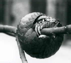 Een ernstig bedreigde Chinese pangolin rustend, opgerold rond een horizontale tak, London Zoo, voor 1930