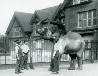 Een Versierde Indiase Olifant, met drie verzorgers en trainer, buiten het Olifantenhuis in de London Zoo in 1927