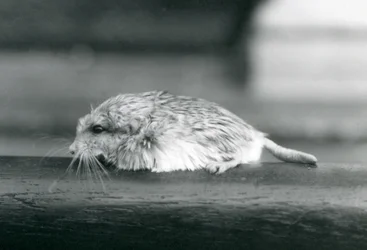 Een dikstaartgerbil, London Zoo, juli 1925