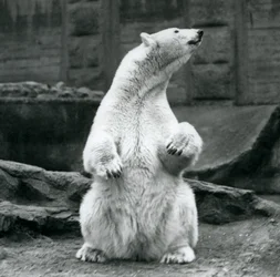 Een vrouwelijke ijsbeer zittend op haar achterwerk op de Mappin Terrassen in London Zoo in september 1928
