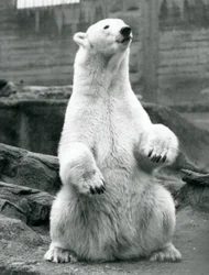 Een vrouwelijke ijsbeer zittend op haar achterwerk op de Mappin Terrassen in London Zoo in september 1928