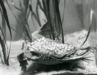 Een vrouwelijke Surinaamse Pad met haar eieren ingebed in de huid van haar rug, London Zoo