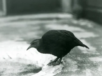 Een looploze WekaMaori henWoodhen in London Zoo in 1927