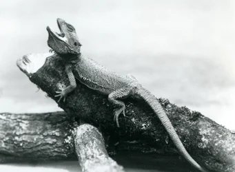 Een gapende baardagaam die zich vasthoudt aan een boomstam, London Zoo, augustus 1928