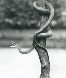 Een gapende Texaanse rattenslang, rond een verticale tak gewikkeld in London Zoo in augustus 1928