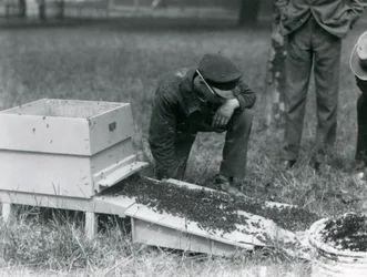 Een groep verzorgers, waaronder Brown, verplaatst een zwerm honingbijen, London Zoo, juli 1926