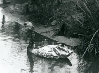 Een hybride zwaan, Mute x Zwart, zwemmend in een vijver in de London Zoo in 1927