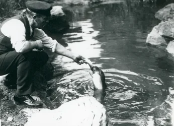 Een verzorger die een jonge Kapselrob vis voert in zijn bassin in de London Zoo, juni 1914
