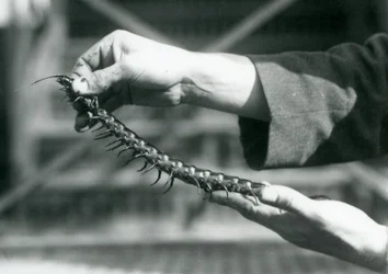 Een verzorger die een Reuzenmiljoenpoot in zijn handen houdt, London Zoo, 1927