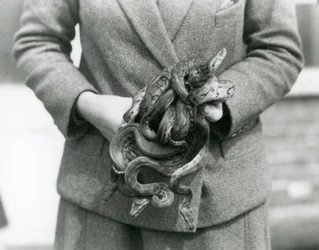 Een verzorger die een knoop van jonge Koninklijke of Balpythons vasthoudt in London Zoo in 1931