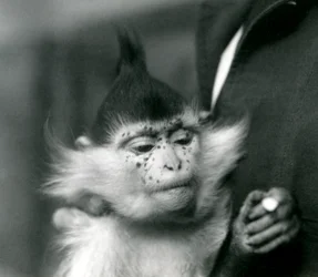 Een verzorger houdt Freckles vast, een Zwarte Kuifmangabey of Congo Mangabey, London Zoo, 1924