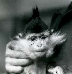 Een verzorger houdt Freckles vast, een Zwarte Kuifmangabey of Congo Mangabey, London Zoo, 1924