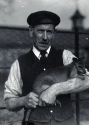 Een verzorger houdt een wallaby vast, oktober 1920