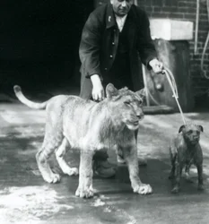 Een verzorger die een hond en een jonge leeuw uitlaat, London Zoo, augustus 1925 (zwart-wit foto)