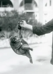 Een rolstaartbeer hangt met zijn grijpstaart aan de vinger van een verzorger, London Zoo, september 1925