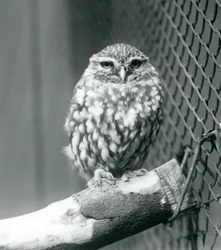 Een kleine uil die op een tak zit naast het gaas van zijn verblijf, London Zoo, november 1925