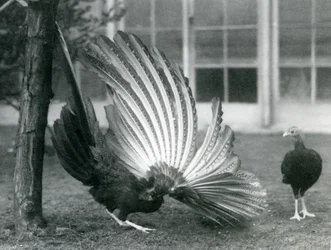 Een mannelijke Argusfazant, of Grote Argus, die zijn vleugel- en staartveren toont, terwijl een vrouwtje voor hem staat, London Zoo, januari 1926