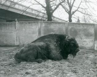 Een mannelijke Europese bizon liggend op het gras in zijn verblijf, London Zoo, 1927