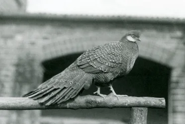 Een mannelijke grijze pauwfazant op zijn zitstok in de London Zoo in 1931