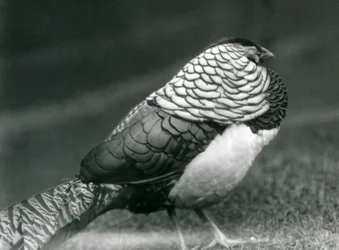 Een mannelijke Lady Amherst fazant, staand op gras, London Zoo